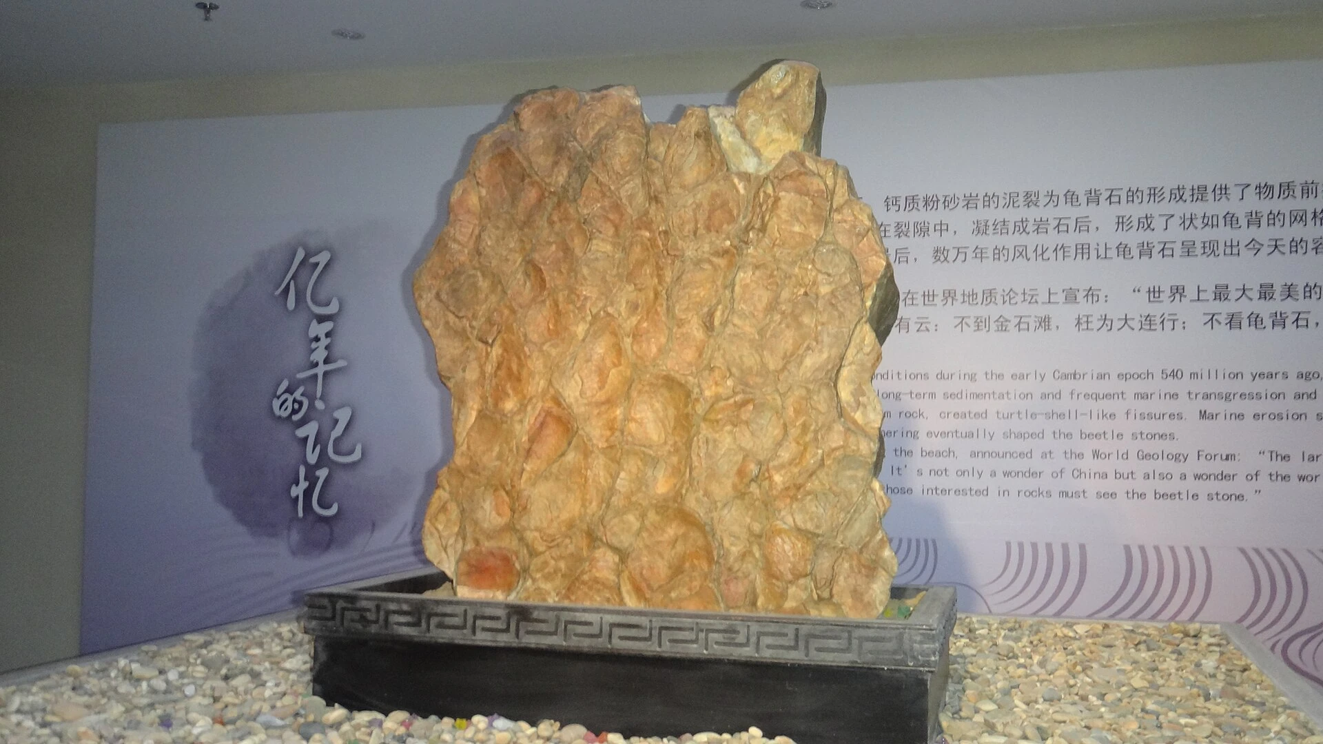 金石滩地质展陈中的龟背石标本